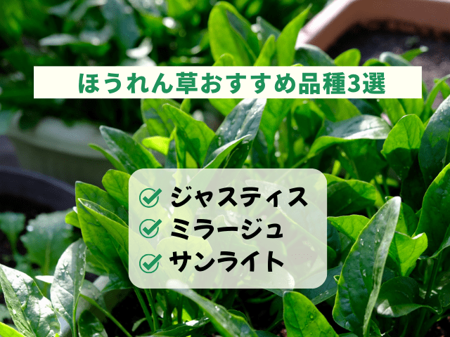 家庭菜園ほうれん草おすすめ3選