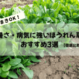 夏まきOKほうれん草3選