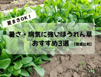 夏まきOKほうれん草3選