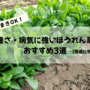 夏まきOKほうれん草3選