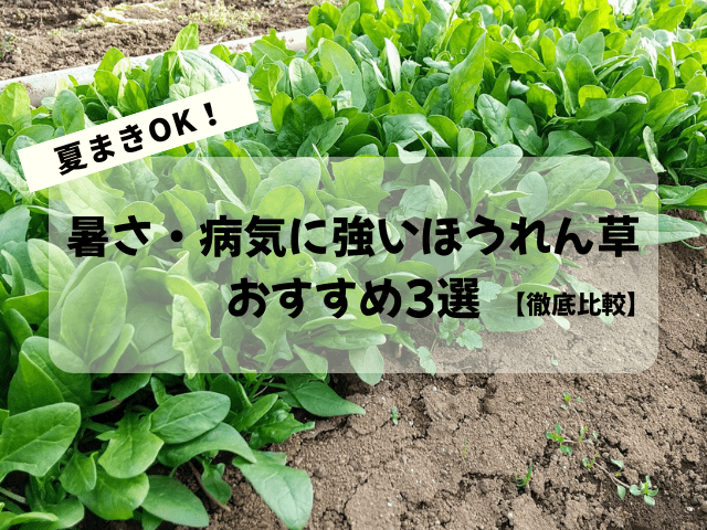 夏まきOKほうれん草3選