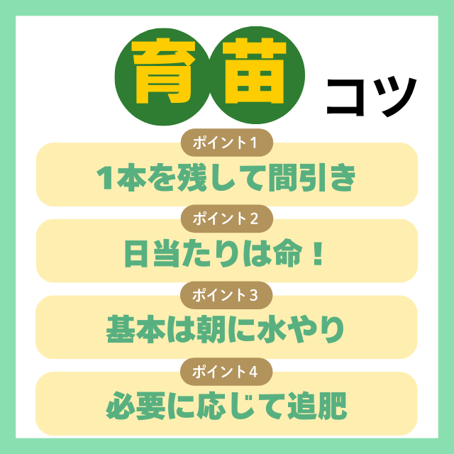育苗のコツ