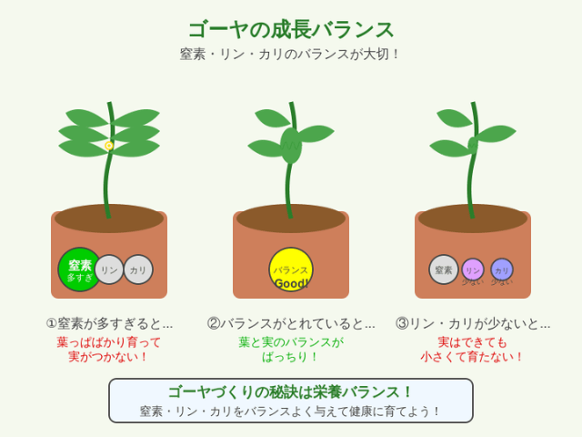 ゴーヤの成長バランス