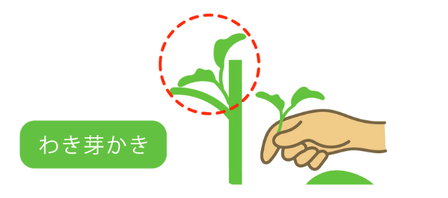 わき芽