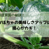 かぼちゃのおいしさは摘心がかぎ