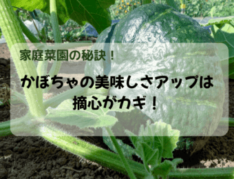かぼちゃのおいしさは摘心がかぎ