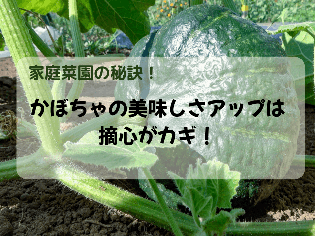かぼちゃのおいしさは摘心がかぎ