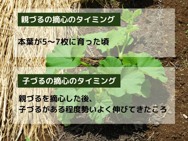 かぼちゃの摘心のタイミング