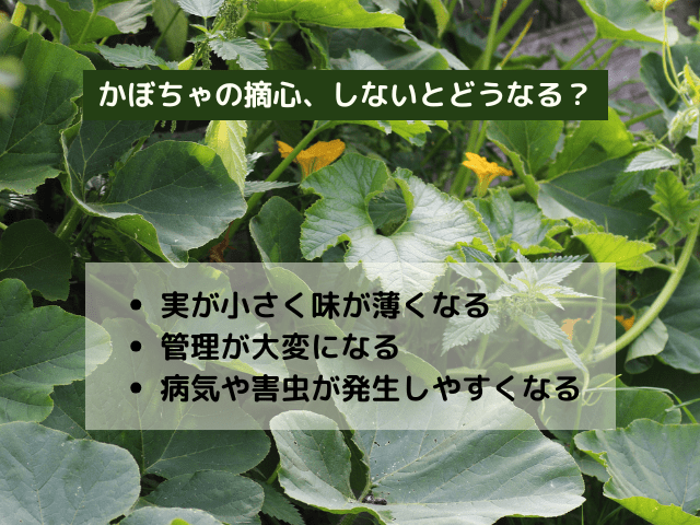 かぼちゃの摘心しないとどうなる？