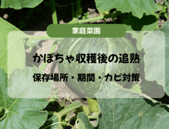 かぼちゃ収穫後の追熟