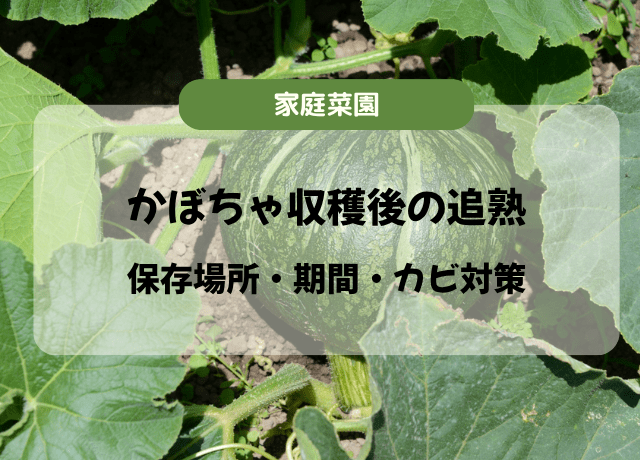 かぼちゃ収穫後の追熟