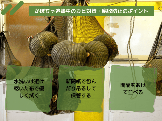 かぼちゃ追熟中のカビ対策・腐敗防止のポイント