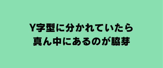 Y字型に分かれていたら、真ん中にあるのが脇芽