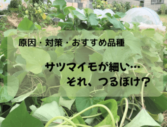 サツマイモが細い…それ、つるぼけ？原因・対策・おすすめ品種
