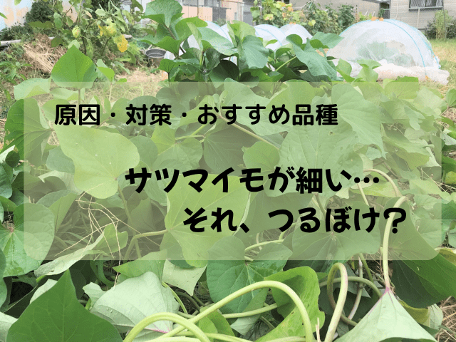サツマイモが細い…それ、つるぼけ？原因・対策・おすすめ品種