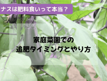 ナスは肥料食いって本当？家庭菜園での追肥タイミングとやり方