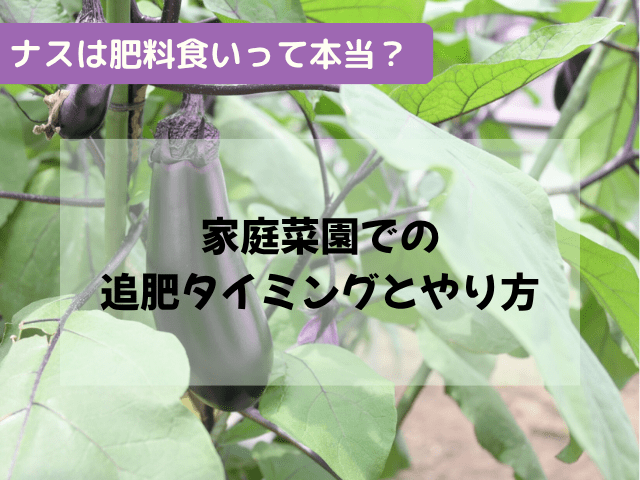 ナスは肥料食いって本当？家庭菜園での追肥タイミングとやり方