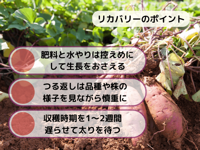サツマイモのつるぼけのリカバリー方法