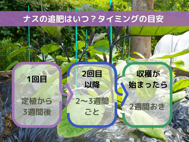 ナスの追肥はいつ？タイミングの目安