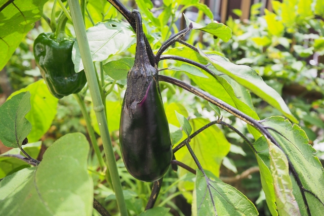 ナスは本当に肥料食い？