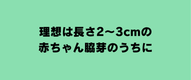理想は長さ2〜3cmの赤ちゃん脇芽のうちに