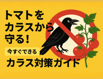 トマトをカラスから守る