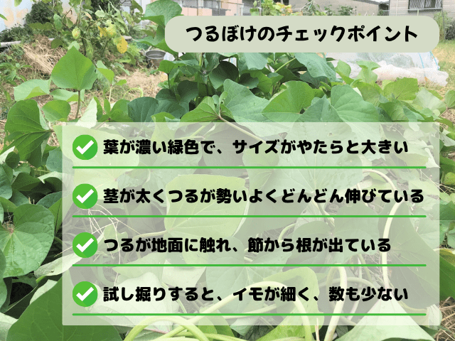 つるぼけの見分け方と早期発見のポイント 