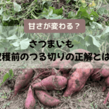 さつまいも収穫前のつる切りの正解とは