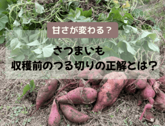さつまいも収穫前のつる切りの正解とは