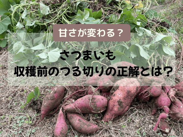 さつまいも収穫前のつる切りの正解とは