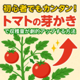 初心者でもカンタン！トマトの芽かきで収穫量が劇的アップする方法