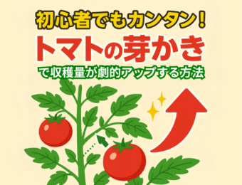 初心者でもカンタン！トマトの芽かきで収穫量が劇的アップする方法