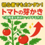 初心者でもカンタン！トマトの芽かきで収穫量が劇的アップする方法