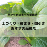 小松菜種まきアイキャッチ画像