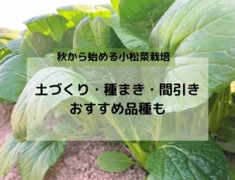 小松菜種まきアイキャッチ画像
