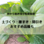 小松菜種まきアイキャッチ画像