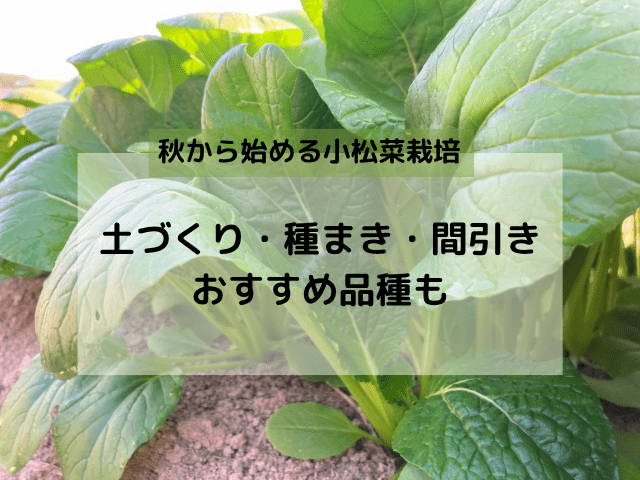 秋から始める小松菜栽培｜土づくり・種まき・間引き・品種まとめ