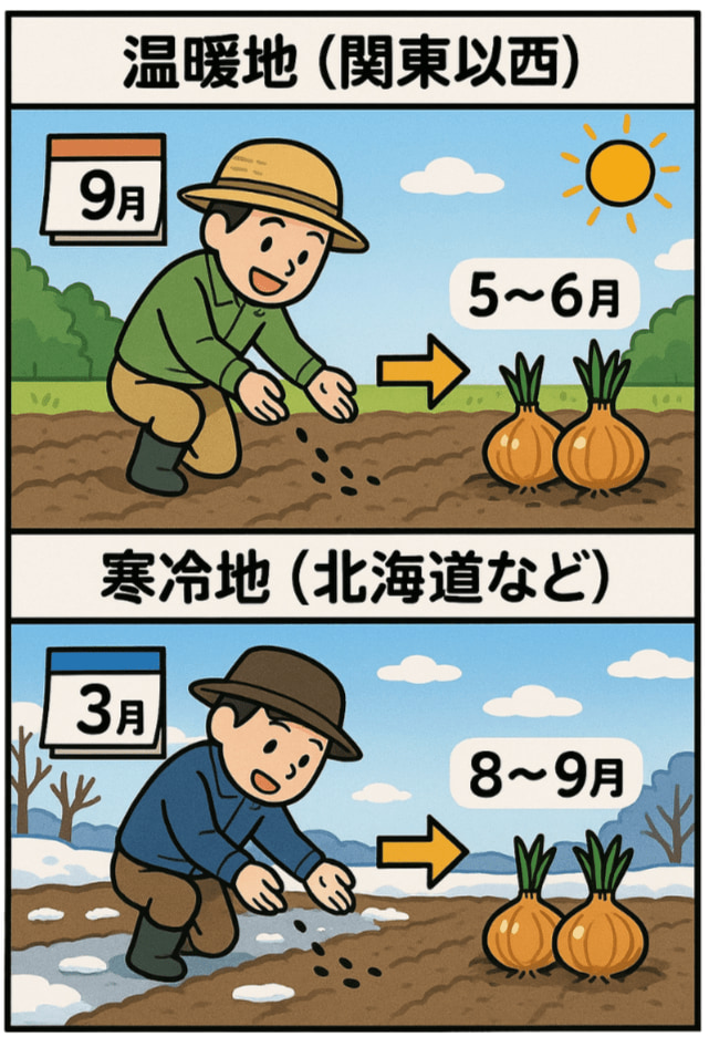 玉ねぎの種まき、地域によって違うって本当？