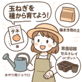 玉ねぎを種から育てよう