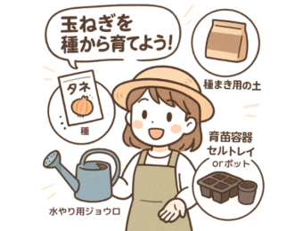 玉ねぎを種から育てよう
