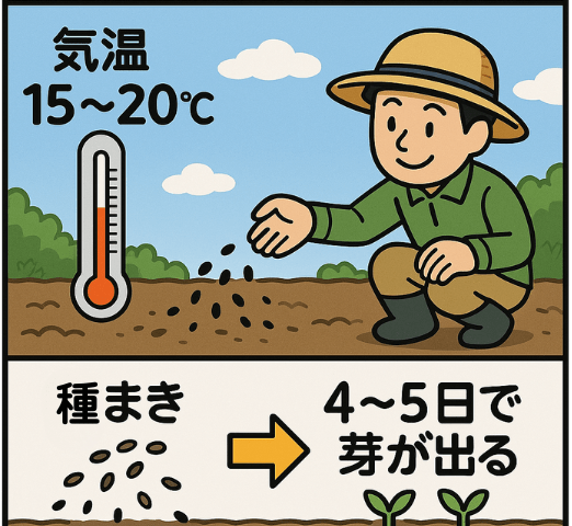 15～20℃で4，5日で目が出る