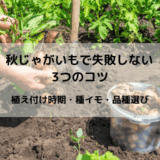 秋じゃがいもで失敗しない3つのコツ