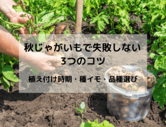 秋じゃがいもで失敗しない3つのコツ