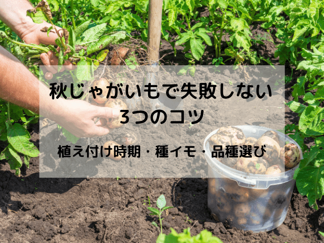 秋じゃがいもで失敗しない3つのコツ｜植え付け時期・種イモ・品種選び