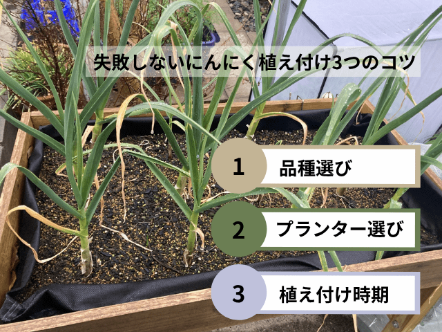 失敗しないにんにく植え付け3つのコツ