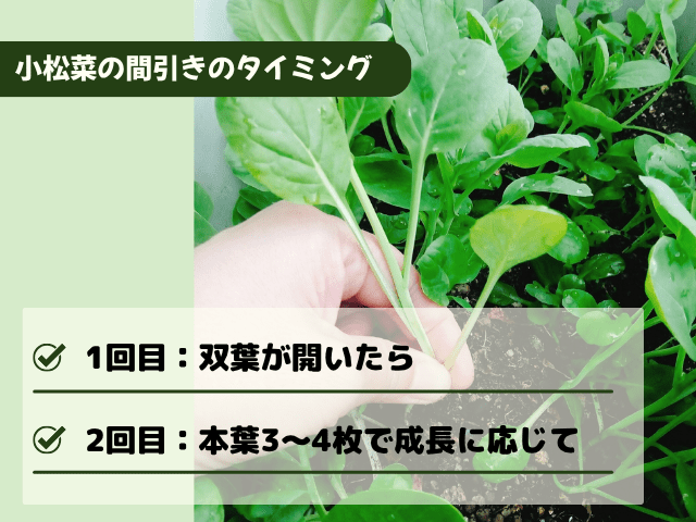 小松菜の間引きのタイミング