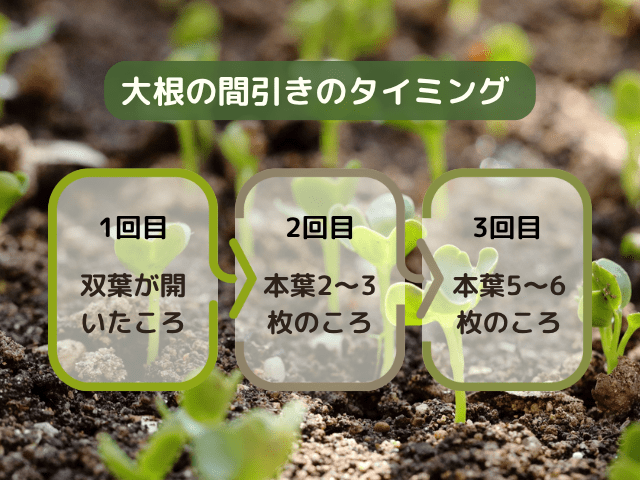 大根追肥間引きのタイミング