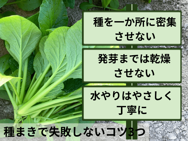 小松菜の種まき手順と失敗しないコツ