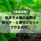 【家庭菜園】秋まき大根の追肥は間引き・土寄せとセットでやるのが◎