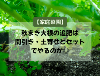 【家庭菜園】秋まき大根の追肥は間引き・土寄せとセットでやるのが◎